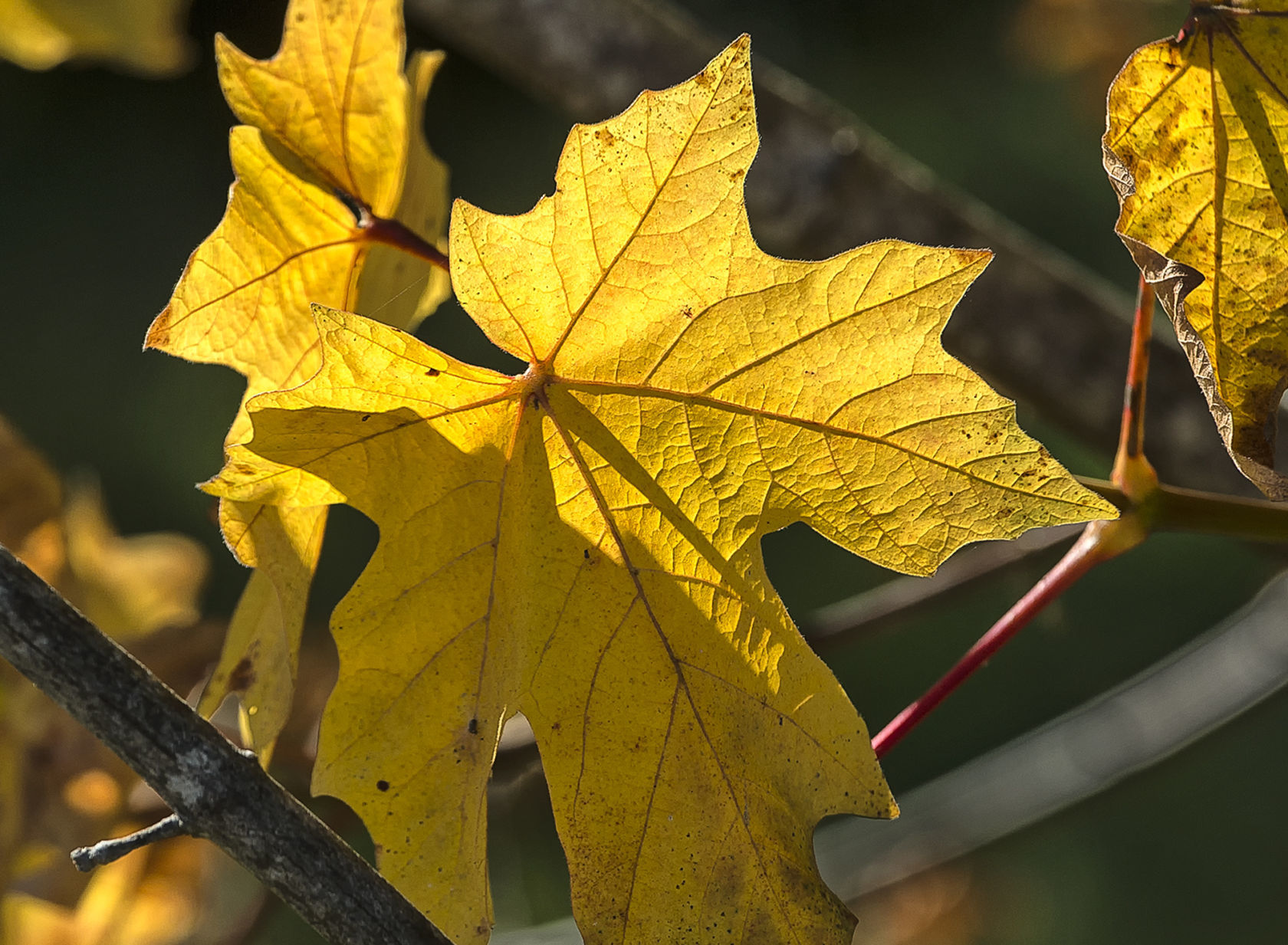 Fall colors